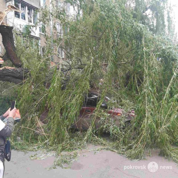 В Селидово на автомобиль упало дерево