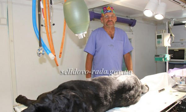 В Селидово стерилизуют бродячих собак