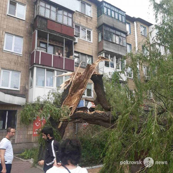 В Селидово на автомобиль упало дерево