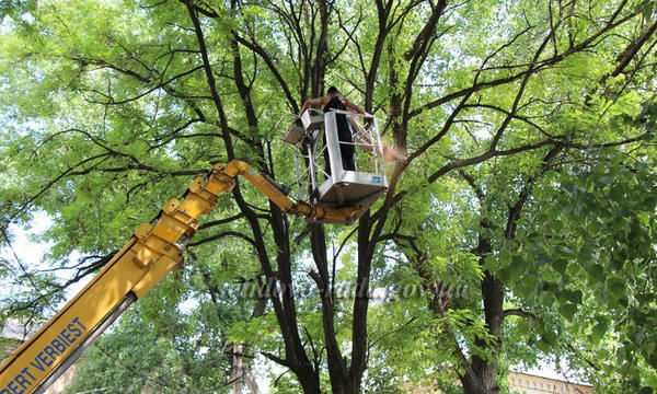 В Селидово проводят опиловку аварийных деревьев
