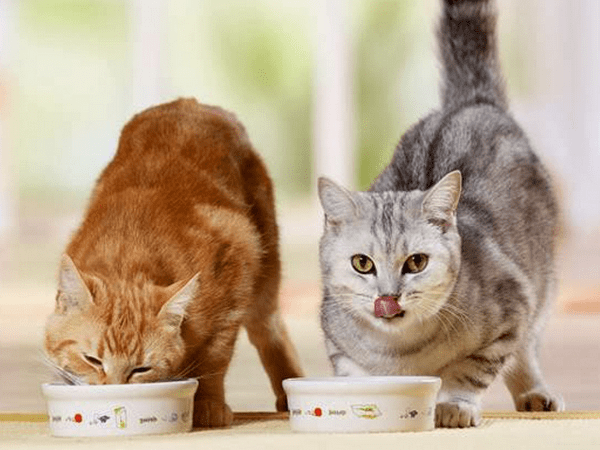 Питание кошек и сухой корм