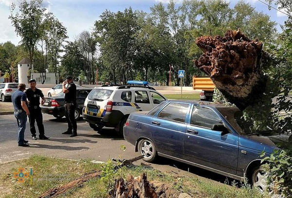 В Покровске на автомобиль упал огромный тополь