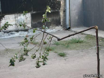 В Красноармейске вандалы поломали молодые деревья (ФОТО)