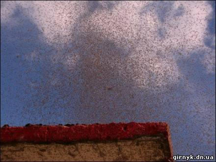 Комары атакуют Беларусь (фото)