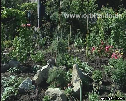 Красноармейское садовое чудо (фото + видео)
