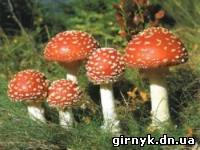 В Красногоровке произошло массовое отравиление грибами