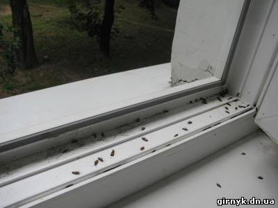 Донбасс атакуют странные жуки - больно кусают и не реагируют на отраву (фото)