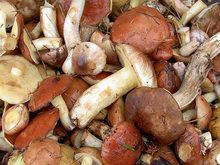 В Красноармейском районе 8 человек отравились грибами (видео)