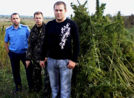 В Добропольском районе правоохранители уничтожили 8 тысяч кустов конопли (фото)