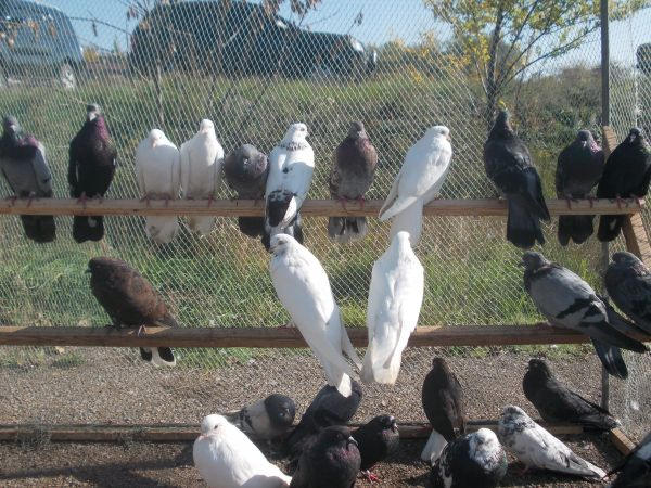В Красноармейске прошла уникальная выставка голубей, нутрий, кроликов, хомяков и морских свинок (фото)