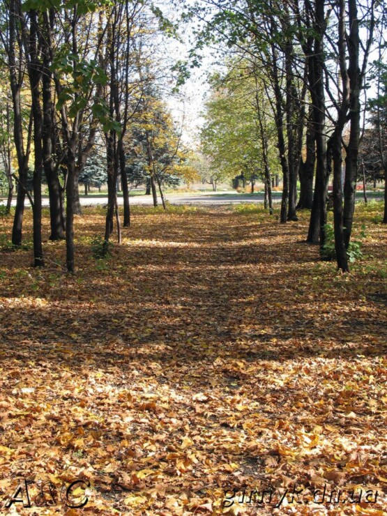 Золотая Осень в парке Новогродовки