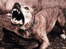 В Белозерском собака отгрызла голову своему хозяину