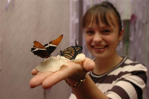 Донецк заполонили экзотические бабочки (фото + видео + цены)