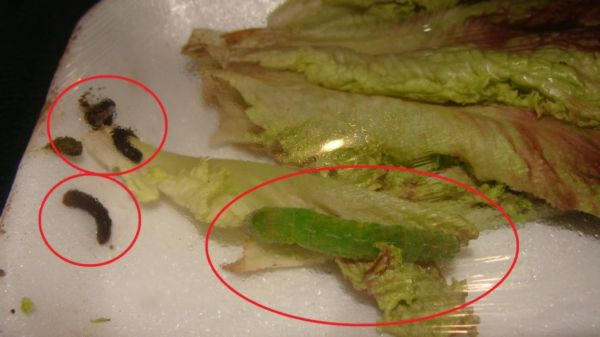 ШОК: В Красноармейске супермаркет продает салаты с червяками по 100 гривен за килограмм (фото)