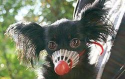 В Красноармейске собакам запретят лаять (видео)