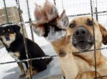 Каждая бродячая собака обходится Красноармейску в 120-180 гривен