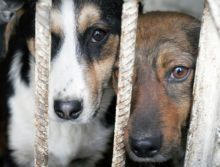 В Димитрове ожидают казни 500 собак