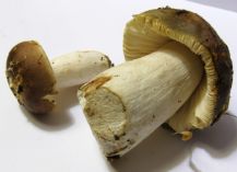 В супермаркете Красноармейска продают неизвестные грибы