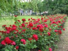 Донецк снова стал городом миллиона роз