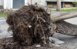 В Красноармейске дерево упало на «жигули» и перекрыло дорогу