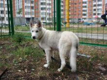 В Донецке появятся площадки для выгула собак стоимостью 130 тысяч гривен