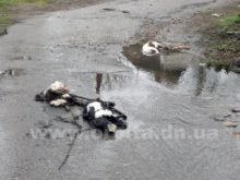 В Красноармейске на улице появились тела мертвых собак (фото)