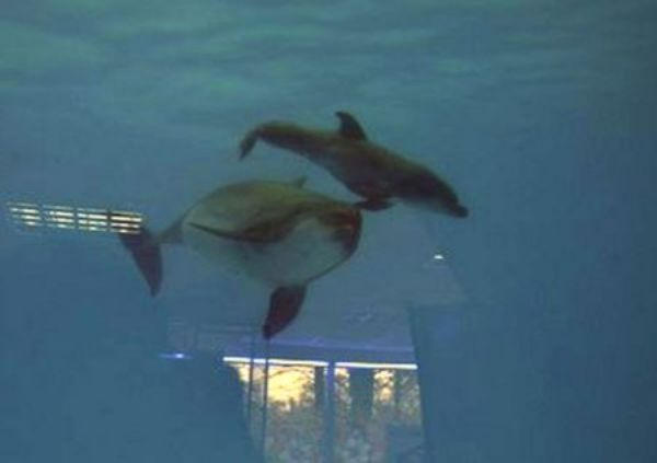 В Донецком дельфинарии родился дельфиненок Мир (фото, видео)