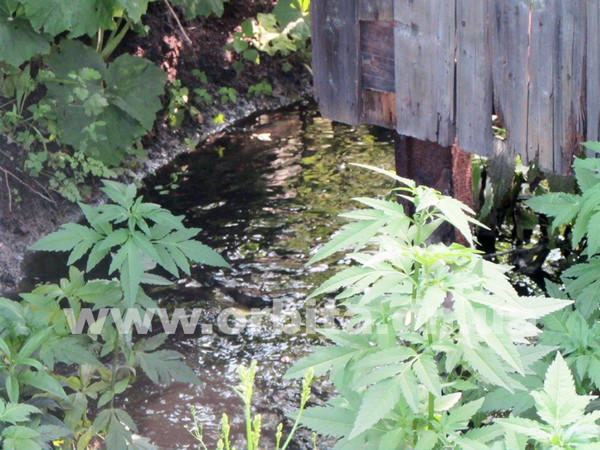 Жители Красноармейска более 10 лет задыхаются от канализации