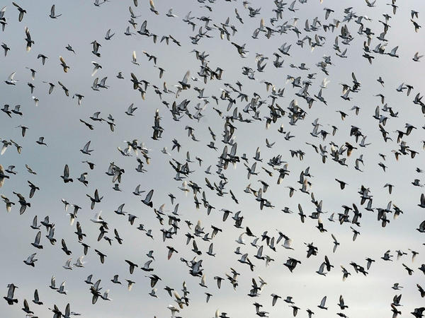 В небо над Красноармейском выпустили 6000 голубей