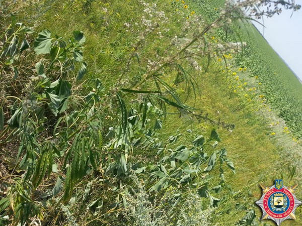 Вблизи Селидово плантацию конопли выращивали под видом подсолнухов