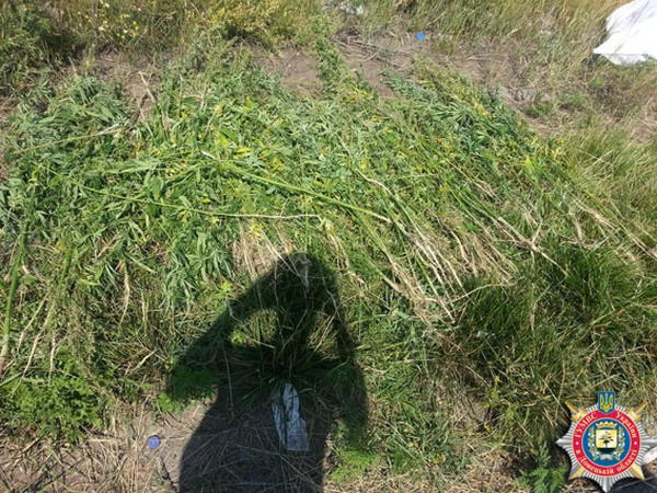 Вблизи Селидово плантацию конопли выращивали под видом подсолнухов
