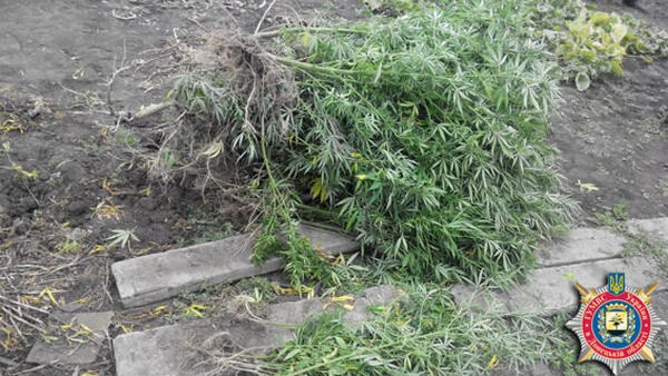 В Новогродовке уголовник собирал «урожай» с наркоплантации