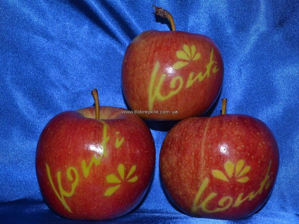 В Доброполье выращивают уникальные яблоки с логотипами известных брендов