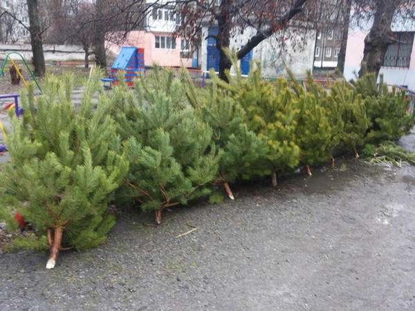 В Красноармейском районе нелегально вырубают елки и продают