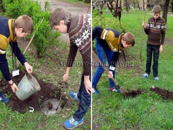 Горняцкие школьники высадили деревья и калину