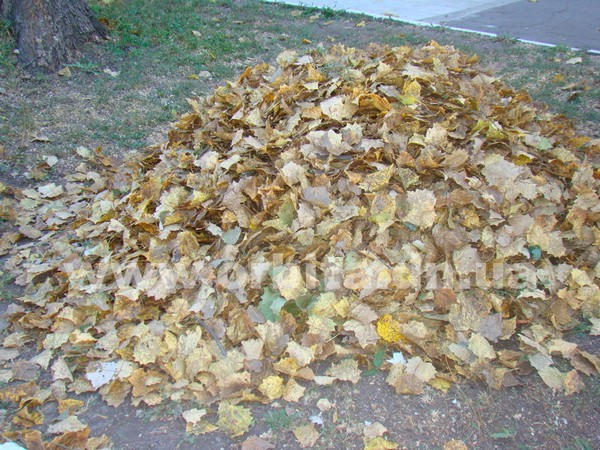 Жителям Покровска помогут избавиться от опавшей листвы