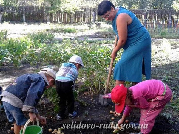 Как воспитанники детского сада «Космос» собирали урожай