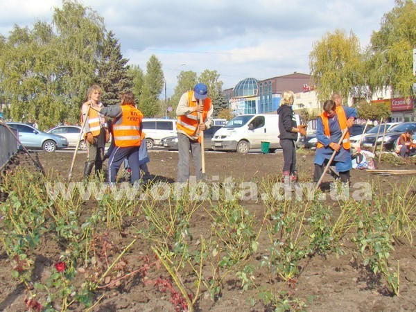 Этой осенью в Покровске высадят 50 тысяч кустов роз: работы уже начались