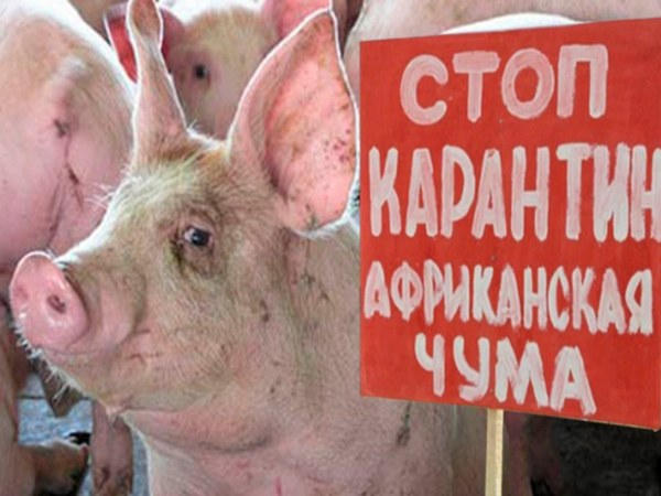Африканская чума свиней приближается к границам Донецкой области