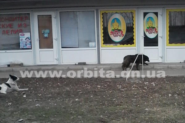 Бродячие собаки снова атакуют жителей Покровска
