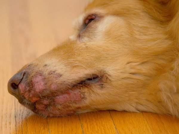 кожные заболевания собак