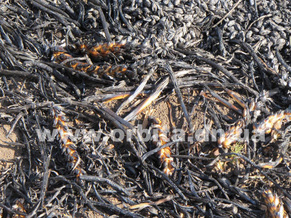 В Покровском районе огонь уничтожил 23 гектара пшеницы