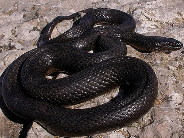 Жители Покровска сообщают о появлении змей в городском парке