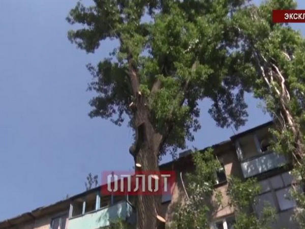 Жителей Донецка от обстрелов защищает дерево