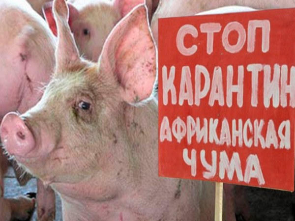 В Покровском районе зафиксирована вспышка африканской чумы свиней