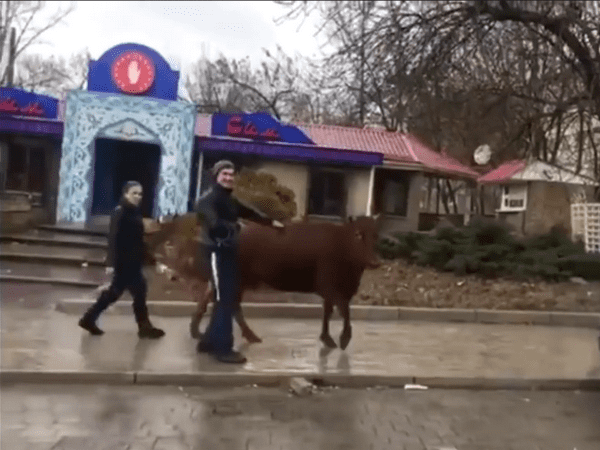 По центру оккупированного Донецка разгуливала корова