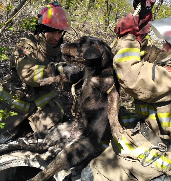 В Мирнограде собаку из колодца пришлось доставать спасателям