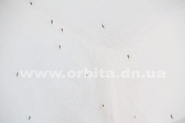 Жителей многоэтажки в Покровске атакуют крысы и комары