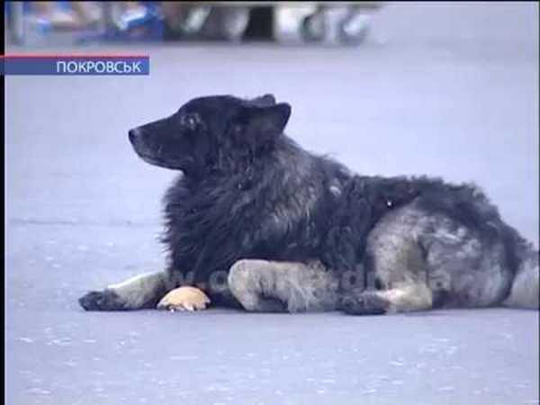 В Покровске бездомная собака напала на школьника