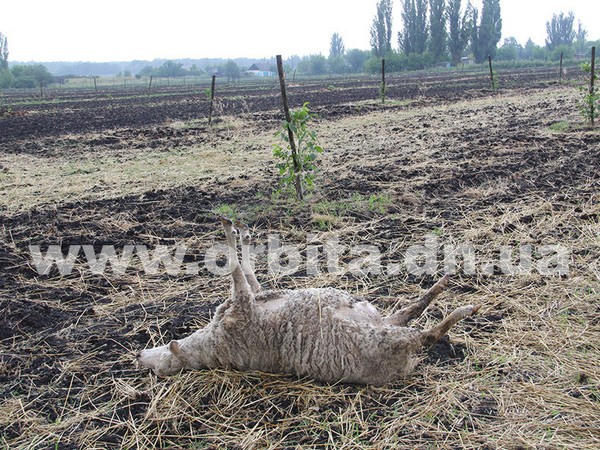 В Покровском районе фермер застрелил овец, которые забрели в его сад